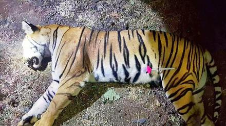 Foto der zuständigen Forstverwaltung in Indien, das die tote Tigerin zeigen soll. 