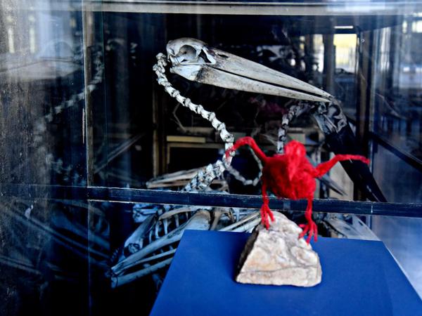 Der unsanierte Vogelsaal im Berliner Museum für Naturkunde.