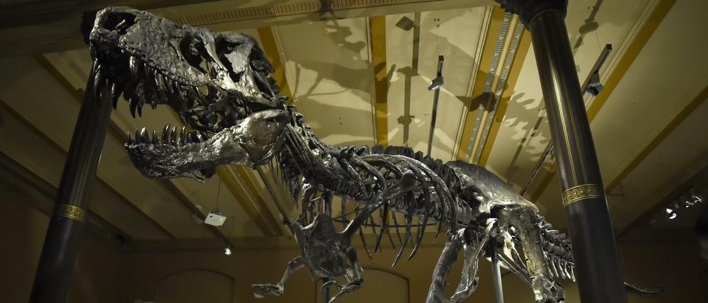 Das Berliner Naturkundemuseum mit seiner Attraktion, dem Saurier Tristan.