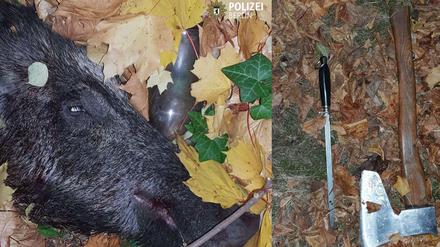 Der abgetrennte Kopf des Wildschweins und das Tatwerkzeug: Ein Wetzstahl und eine Axt.