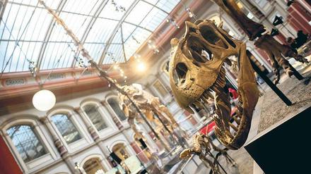 Blick in den Sauriersaal des Berliner Naturkundemuseums.