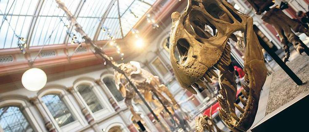 Blick in den Sauriersaal des Berliner Naturkundemuseums.