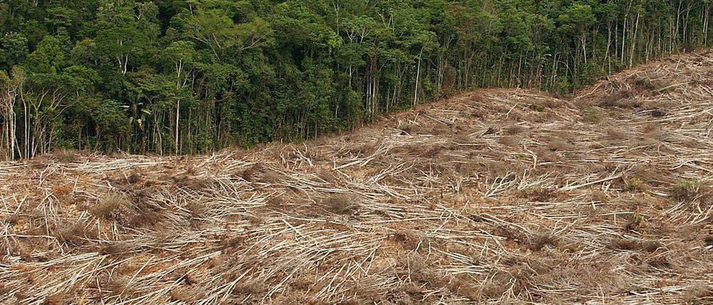 Gefällte Bäume liegen am Rande eines Urwaldes in der Amazonasregion in Brasilien (undatiertes Archivfoto).