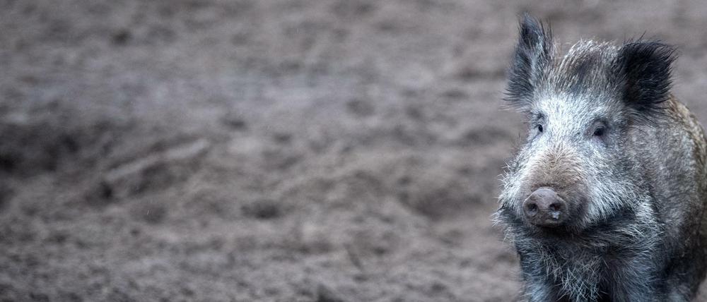 Wildschwein (Symbolbild)
