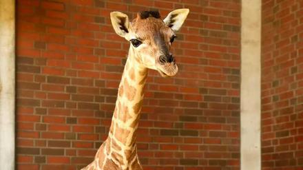 Das Giraffen-Baby aus dem Tierpark