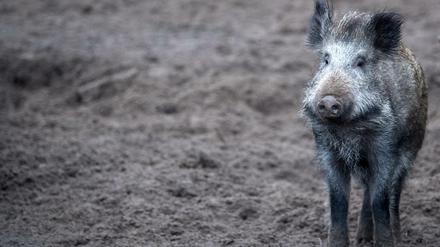 Ein Zusammentreffen mit einem Wildschwein kann gefährlich sein. Klein Glieniker haben Angst, nachts auf die Straße zu gehen.