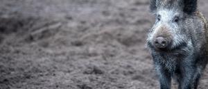 Ein Zusammentreffen mit einem Wildschwein kann gefährlich sein. Klein Glieniker haben Angst, nachts auf die Straße zu gehen.