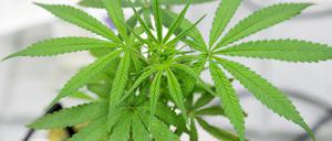 benDer private Anbau von Marijuana soll in Mexiko wie die medizinisch-industrielle Produktion bald legalisiert werden.