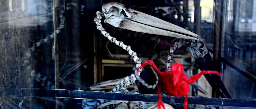 Düstere Säle, bessere Perspektive. Hier ein Blick in den unsanierten Vogelsaal des Berliner Naturkundemuseums, der nach der Grundsanierung öffentlich zugänglich werden soll.