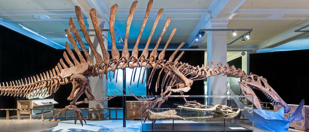 Immer wieder was Neues - auch wenn es ganz alt ist. Der noch nie zuvor so gesehene Spinosaurus lockte 2016 Besucher ins Naturkundemuseum.