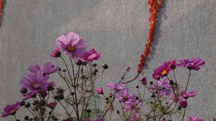 Es grünt so grün auf den Berliner Dächern.