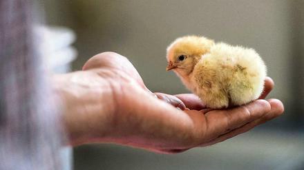 Weil sie keine Eier legen und wenig Fleisch ansetzen, kommen männliche Küken häufig in den Schredder.
