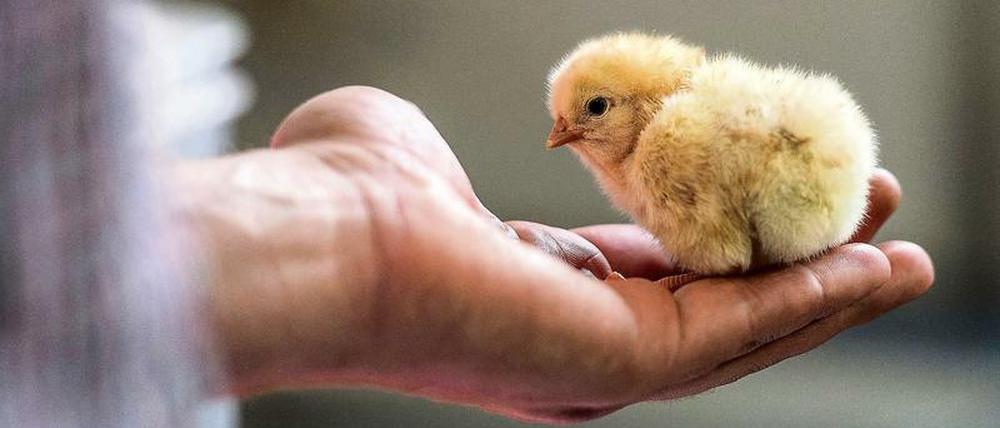 Weil sie keine Eier legen und wenig Fleisch ansetzen, kommen männliche Küken häufig in den Schredder.