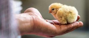 Weil sie keine Eier legen und wenig Fleisch ansetzen, kommen männliche Küken häufig in den Schredder.