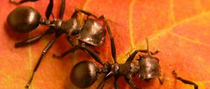 Die räuberische Ameisenart Cephalotes atratus lebt auf Bäumen - eine bereits vor Millionen von Jahren entstandene Lebensweise, von der auch die Pflanze profitiert. 