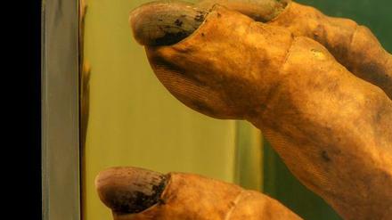 Die Gorillahand wirkt menschlich. Und ist doch ganz anders.
