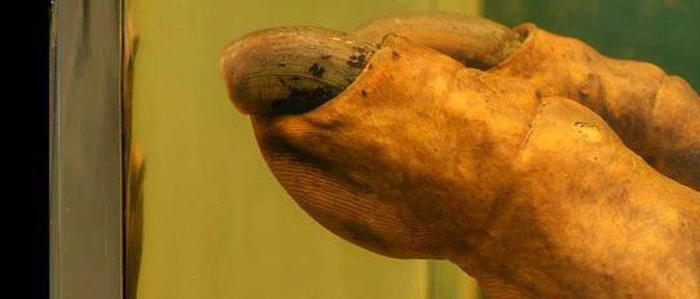 Die Gorillahand wirkt menschlich. Und ist doch ganz anders.