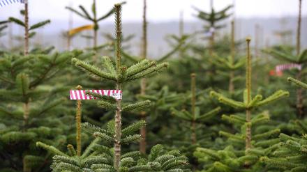 Wider Erwartet muss für den diesjährigen Weihnachtsbaum das persönliche Budget nicht erhöht werden.