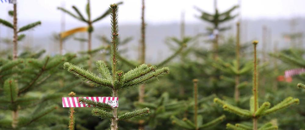 Wider Erwartet muss für den diesjährigen Weihnachtsbaum das persönliche Budget nicht erhöht werden.