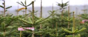 Wider Erwartet muss für den diesjährigen Weihnachtsbaum das persönliche Budget nicht erhöht werden.