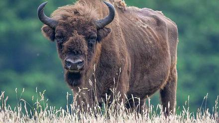 Wiese mit Wisent. Das Ur-Wild war fast ausgestorben. Jetzt gibt es europaweit wieder zahlreiche Herden. In Deutschland allerdings gibt es auch Beschwerden.