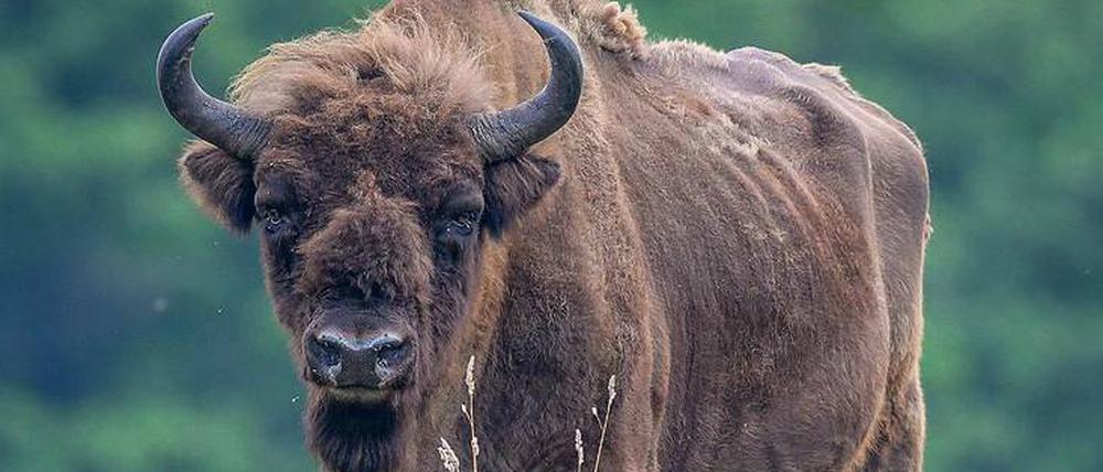 Wiese mit Wisent. Das Ur-Wild war fast ausgestorben. Jetzt gibt es europaweit wieder zahlreiche Herden. In Deutschland allerdings gibt es auch Beschwerden.