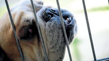 Viele Städter wollen niedliche Hunde mit Kindchenschema. Aber gerade diese Rassen landen besonders häufig auf den Behandlungstischen. 