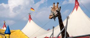 Kommt wohl bald nach Berlin: Eine Giraffe im Zirkus Voyage.