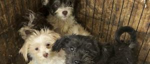 Hunde, die aus einem Haus in Burlington County gerettet wurden.