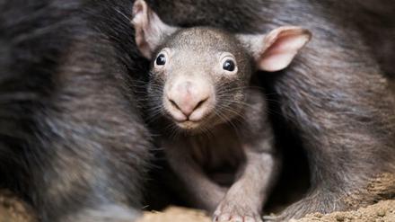 Der kleine Wombat Apari schaut aus dem Beutel seiner Mutter Tinsel.