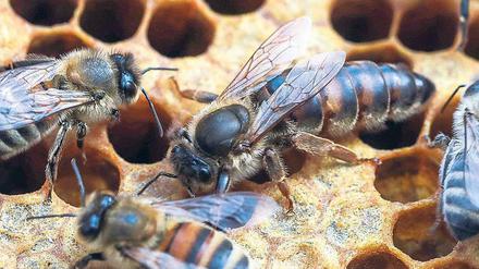 Der Sommer 2018 war besonders heiß, und so hatten die wichtigsten Mitarbeiterinnen der Brandenburger Imker sehr viel zu tun. 