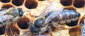 Der Sommer 2018 war besonders heiß, und so hatten die wichtigsten Mitarbeiterinnen der Brandenburger Imker sehr viel zu tun.