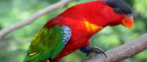 Brust rot, Rücken grün, Schwingen blau: Erzloris gelten in Indonesien als nette Mitbringsel.