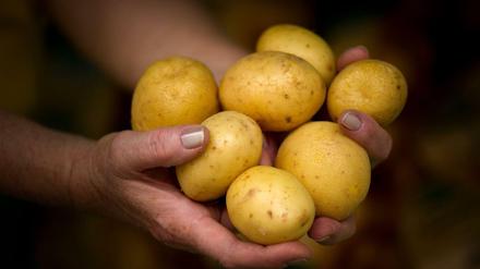 Eigentlich Südamerikanerin, aber längst Schmähwort für Deutsches: die Kartoffel.