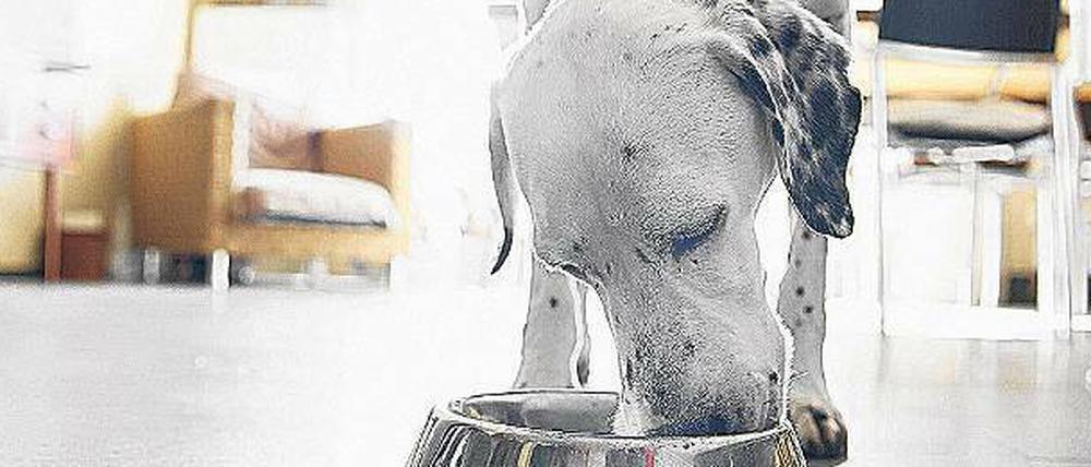 Das Halten von Hund oder Katze kostet viel Geld. Die Tiertafel hilft denen, die sich eigentlich kein Haustier leisten können.