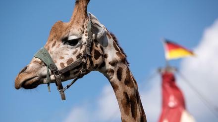 Wildtiere im Zirkus sind umstritten.