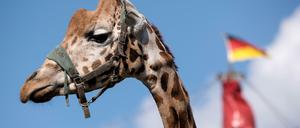 Wildtiere im Zirkus sind umstritten.