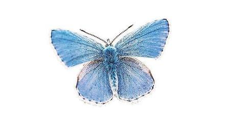 Nur die Männchen des Hauhechel-Bläulings zeigen auf den etwa 30 Millimeter großen Flügeln ein kräftiges, etwas violett getränktes Blau, die Weibchen sind eher unscheinbar braun gefärbt mit orangen Flecken an den Flügelaußenrändern der Hinterflügel.