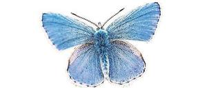 Nur die Männchen des Hauhechel-Bläulings zeigen auf den etwa 30 Millimeter großen Flügeln ein kräftiges, etwas violett getränktes Blau, die Weibchen sind eher unscheinbar braun gefärbt mit orangen Flecken an den Flügelaußenrändern der Hinterflügel.