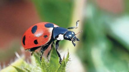 Draußen zuhause. Kälte stört Insekten kaum, auch nicht den Ameisen-Siebenpunkt-Marienkäfer.