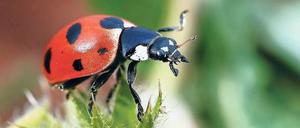 Draußen zuhause. Kälte stört Insekten kaum, auch nicht den Ameisen-Siebenpunkt-Marienkäfer.