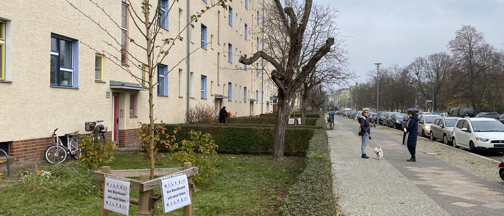Ein junger Rotdorn in den Vorgärten der Gubitzstraße in Prenzlauer Berg.