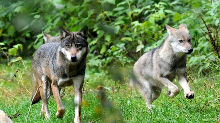 Wölfe im Wildpark Eekholt in Schleswig-Holstein.