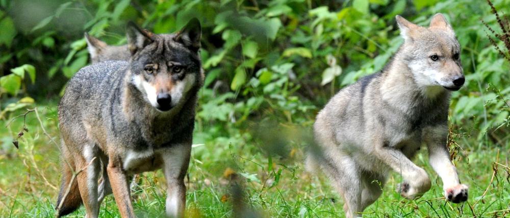 Wölfe im Wildpark Eekholt in Schleswig-Holstein.