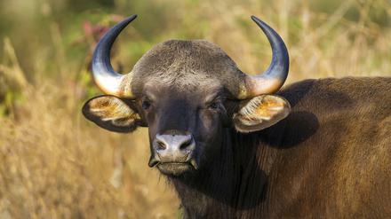 Gaure stehen auf der Liste der bedrohten Arten. Weltweit leben nur noch etwa 20 000 Tiere in freier Wildbahn.