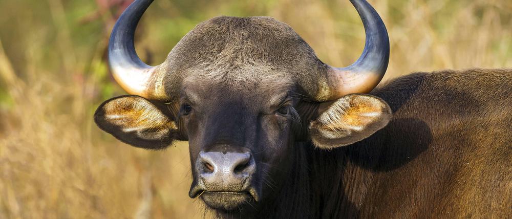 Gaure stehen auf der Liste der bedrohten Arten. Weltweit leben nur noch etwa 20 000 Tiere in freier Wildbahn.