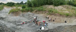 Die Fossilien des Ursäuger-Verwandten wurde in einer Lehmschicht im Süden Polens, bei Lisowice, entdeckt.