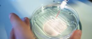 Das CRISPR/Cas9-Verfahren soll die Sensation ermöglicht haben.