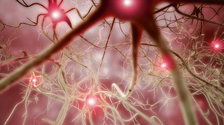 Ein Enzym lässt durchtrennte Nervenzellen - nach einer Querschnittslähmung - neue Verbindungen knüpfen, haben Forscher bei Experimenten mit Ratten entdeckt.