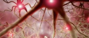 Ein Enzym lässt durchtrennte Nervenzellen - nach einer Querschnittslähmung - neue Verbindungen knüpfen, haben Forscher bei Experimenten mit Ratten entdeckt.